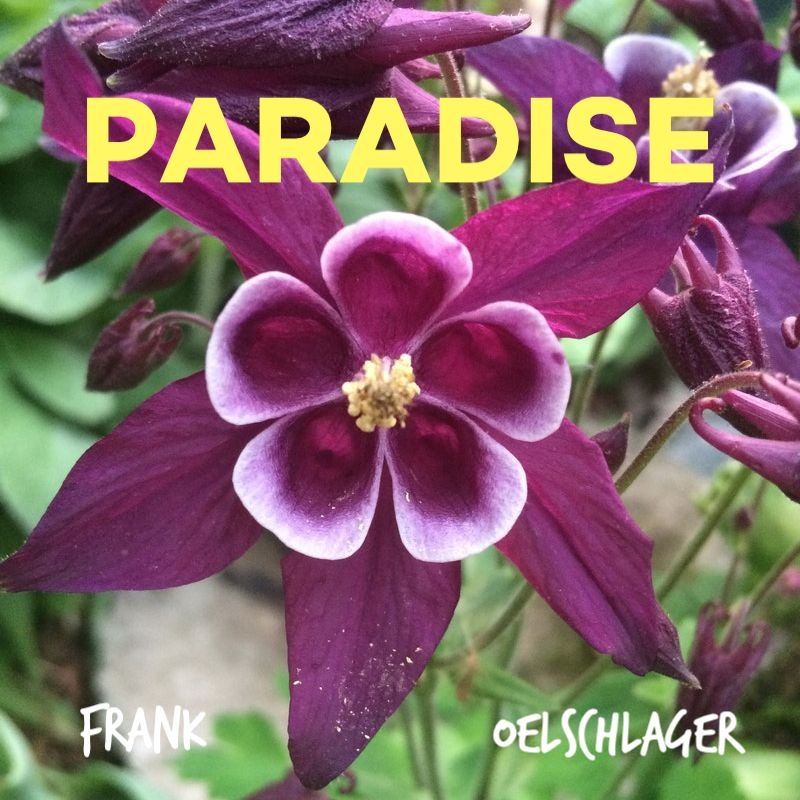 Paradise cover art